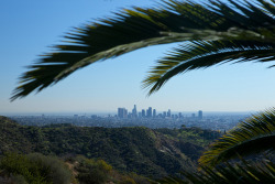wanderlustoflola:  Los Angeles framed by palm 