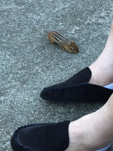 “Chip’ the short-tailed chipmunk comes right up to us when we sit on the patio.