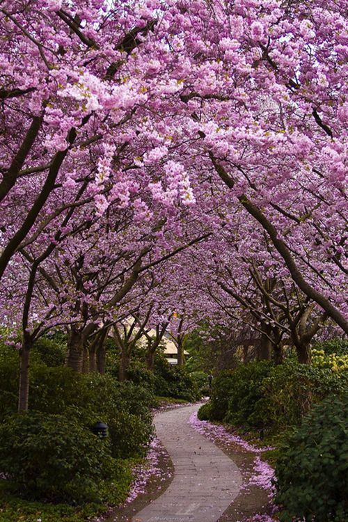 daddiekyle:  vicloud:For this reason I love Japon @deafkinkygirl.. i know you love