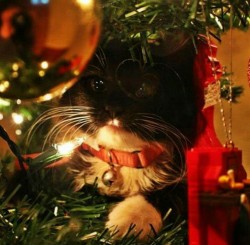 kittensplaypenshop:  Tali the Tuxedo is the purrfect addition to any Christmas tree!_______________________________________________________To help   abraintumorforbreakfast win a 80.00 Kitten’s Playpen gift card,please like or reblog this post!