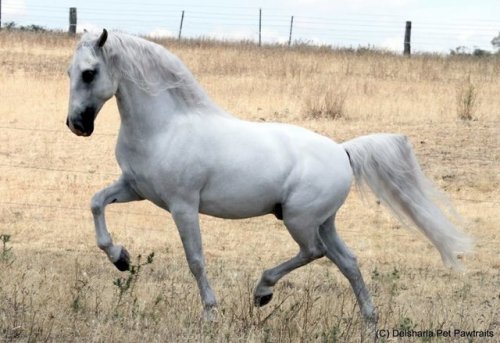 257 Favory Pallavicina226 Favory Naussica  x Pluto XXIX-23Lipizzaner, Stallion15.2hhBorn 2007