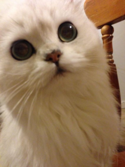 effervescentvibes:  animalsdancing:When your waiting for dinner like   good vibes here 