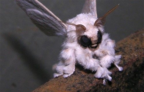 thatscienceguy: The Venezuelan Poodle Moth was only recently discovered and identified as a species 