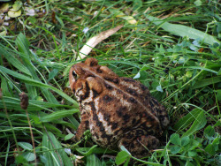 frolicingintheforest:  Sauron made friends with a Toad!At first, I thought he was going to kill it. But he just started petting it. Not, swatting at it, and not trying to hurt it at all. They ended up just layin’ and chillin’ together for awhile.