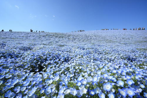 bobbycaputo:  A Sea of 4.5 Million Baby Blue Eye Flowers in Japan’s Hitachi Seaside Park 