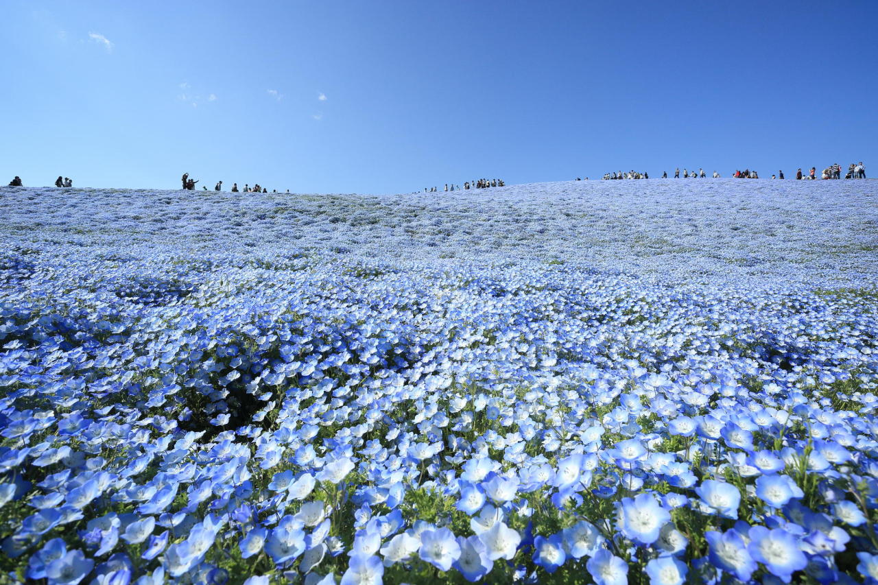 floweirs:  jedavu:  A Sea of 4.5 Million Baby Blue Eye Flowers in Japan’s Hitachi