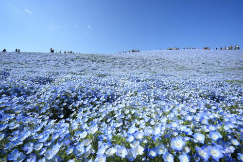 jedavu: A Sea of 4.5 Million Baby Blue Eye Flowers in Japan’s Hitachi Seaside Park