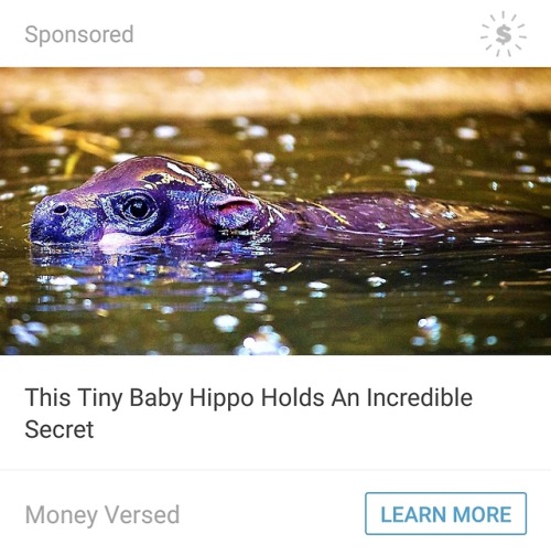 What secrets do you hold, tiny baby hippo?