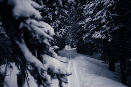 jacindaelena:{ Alberta }