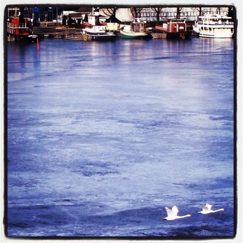 Lake Saimaa is still frozen but the big white swans have arrived.