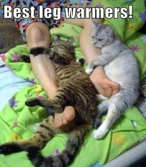 Funny pictures of the day (59 pics) Best Leg Warmers