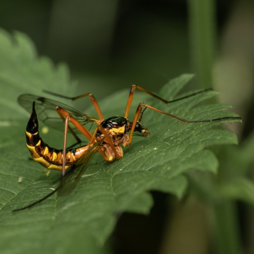 onenicebugperday:Giant wasp-mimic crane flies in the genus Ctenophora, Tipulidae, DipteraPhoto 1 by 