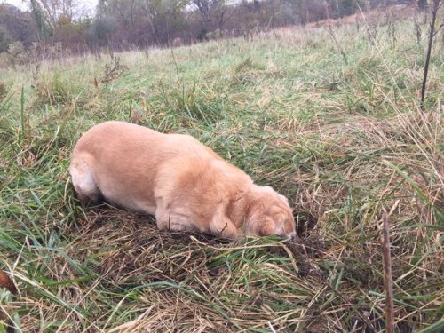 Anon612985‏@Anon612985元盲導犬が10歳になって、初めて穴掘りに目覚めた様子。嬉しかったです。もう仕事は忘れて、どんどん犬に戻ってください。