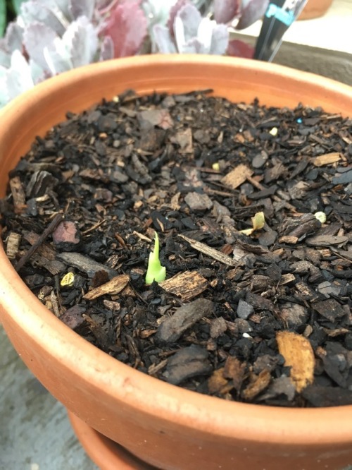 My ginger and turmeric starting to shoot &hellip; ✌&hellip;