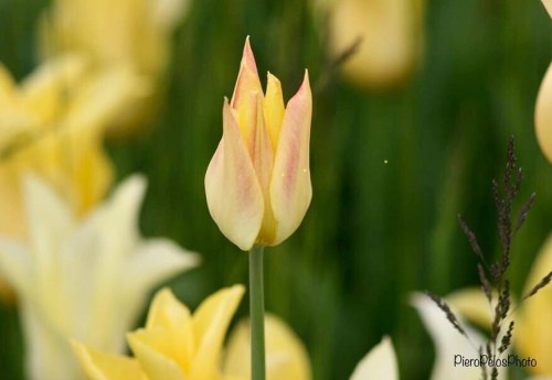 Good Friday ❤️☮️ #pieropelosphoto #canon #tulipani #arboretum #tulips #arboretumvolcjipotok #spring 