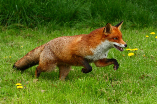 Porn 90377:    Vixen ‘Flo’ by Mike Crowle photos