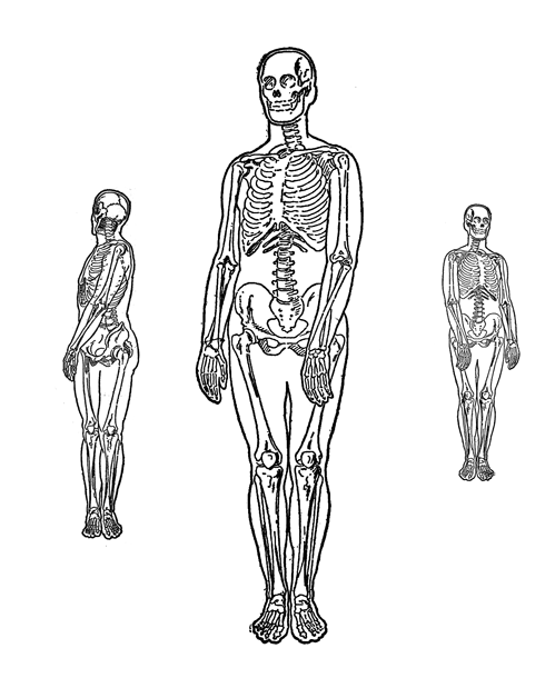 smithsonianlibraries:Skeletor’s middle school dances sure were awkward.Practical Art Anatomy