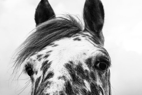 More horse pics :) • • • • • • #horse #horses #horsesofinstagram #barn #farm #nature #animal #animal