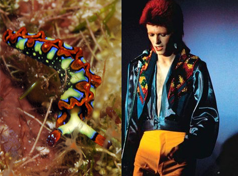 Red, blue, yellow, green. Billowy colors on the scene.Bowie :: Nudi