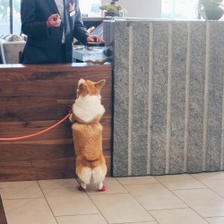 sneakersthecorgi:  O hai sir I see you have