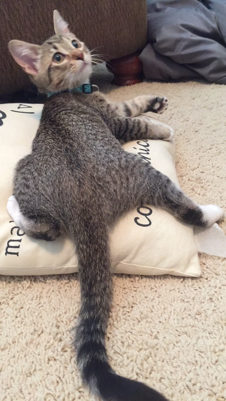 unflatteringcatselfies:  This is Sasha Grey (yes after the porn star) and we’re