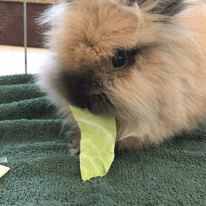 gooeychewy: superboystims: freddyfazbearsstim-aria: Burger king foot lettuce 1:worldofpetstu