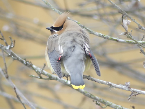 Cedar Waxwing Bombycilla cedrorum