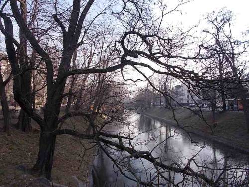 Trees along a pond - Wroclaw, Poland.