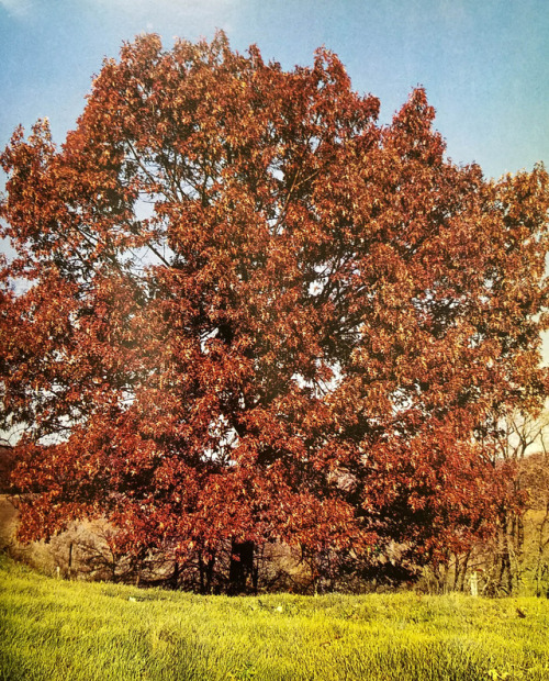 Today is the first day of Fall, also known as the Autumn Equinox. Around this time of year, or a bit