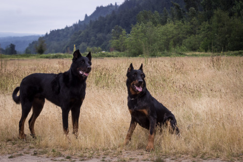 crispbean: The Beaucer-bros being generally handsome.