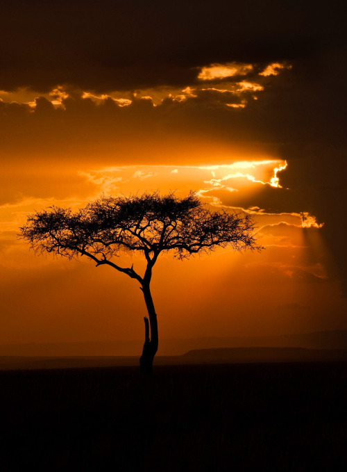 coiour-my-world - Masai Mara sunset, Kenya