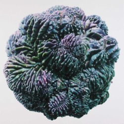 onepainting:  KwangHo Lee: Cactus No.36. oil on canvas / 200x200cm / 2009