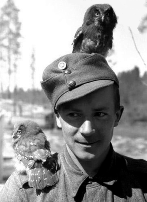 bag-of-dirt: A Finnish soldier becomes mother to two orphaned owls during the Finnish-Soviet Continu