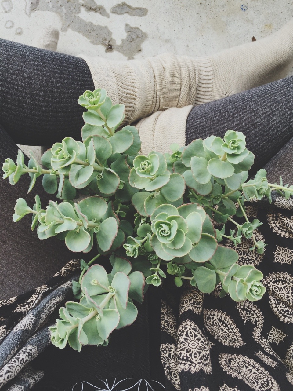 skeleroots:  🌿🐨🌿