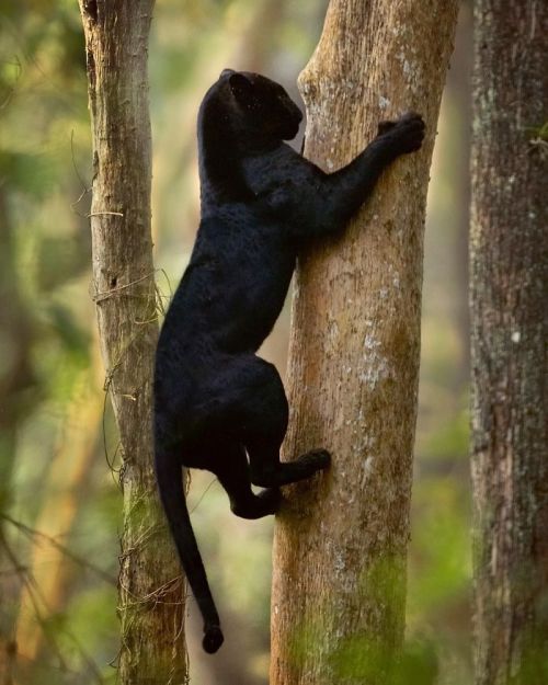 babyanimalgifs: Panthers Are Just XXXL Sized Black Cats.(via)