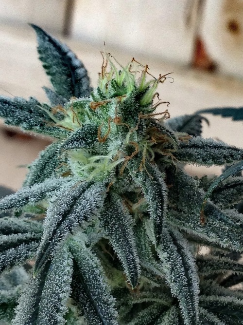 trichomephotography: Slymer at Day 48 and starting her flush ❄️❄️❄️❄️