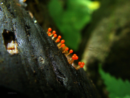 frolicingintheforest:Yellow Fuzz Cone Slime(Hemitrichia clavata)