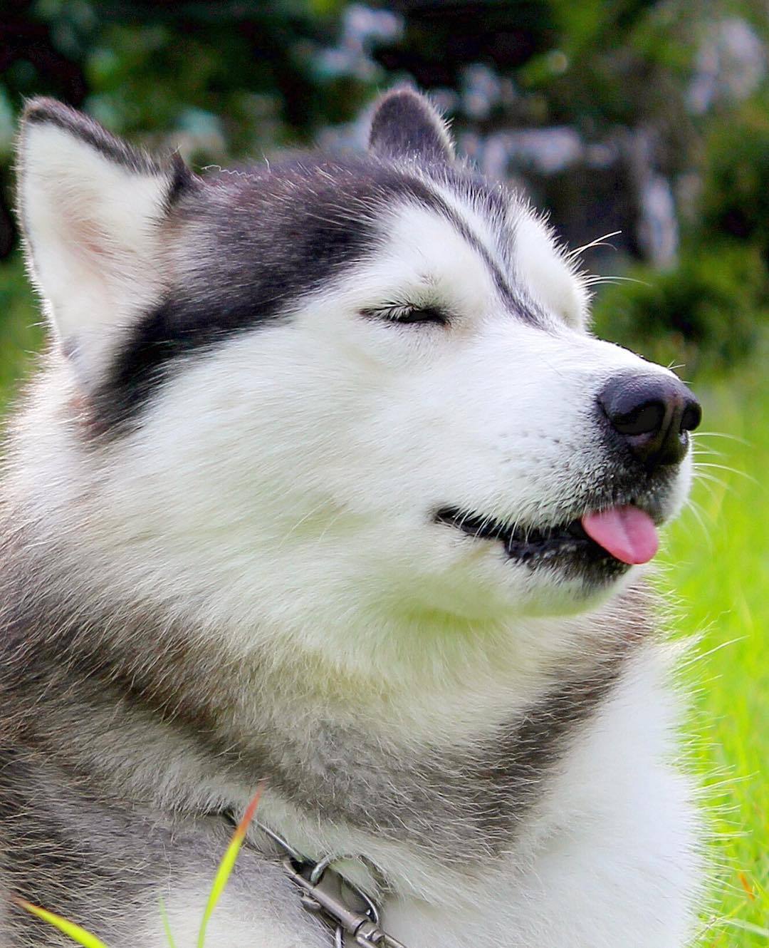 huskiesofig:  Instagram: spoiledhusky HuskiesofInstagram | Instagram