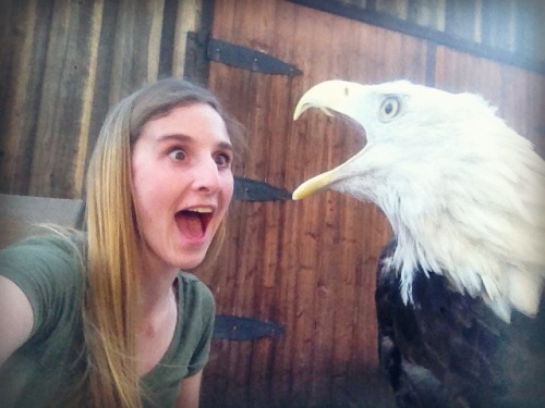 crazycritterlife:  How to take selfies with a bald eagle 