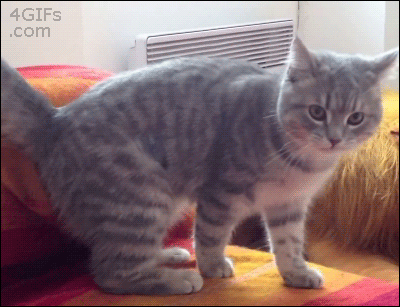 aijester:shipperfromanothermother:i shall never understand cats…TRANSFORM AND ROLL OUT.