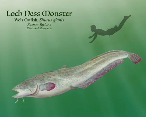 Today the part of Nessie will be played by a wels catfish who is doing very well for herself in an a