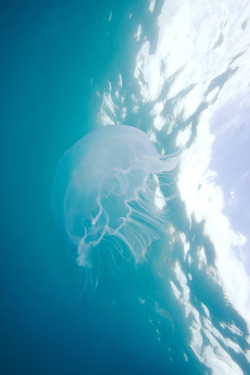 0ce4n-g0d:  Moon Jellyfish - Bermuda    