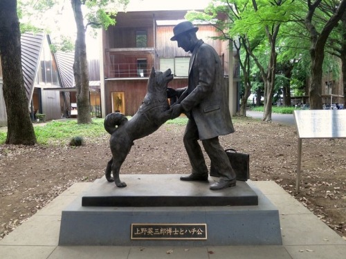 sixpenceee:  Hachiko: The Most Loyal Dog in History Just outside one of the five exits of Tokyo’s Shibuya Station is a bronze statue of a dog named Hachiko. It is one of the most popular meeting points in the immense city of Tokyo.  Hachiko was a golden-b