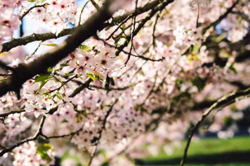 ne0nicecream:  桜 golden gate park,  san francisco