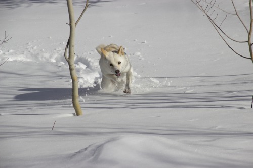 apocalyptasaur:snow shark