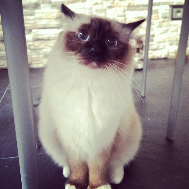 9gag:  Looks like my cat really wants something