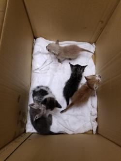 cutekittensarefun:Found these little ones behind our warehouse at work this morning