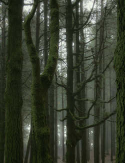 fairycemetery:  absinthius:  Trees in the