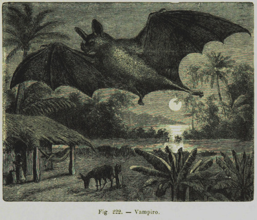 themarinevampireshop:“Fig. 222. - Vampiro.”Page 375 of ‘La Terra, trattato popolar