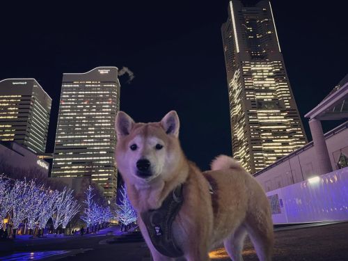 横浜の夜景と犬 #shiba #shibainu #shibadog #shibastagram #しばいぬ #柴犬 #仏頂面 #遊びたい #yokohama #横浜 #ヨコハマ #みなとみらい  h